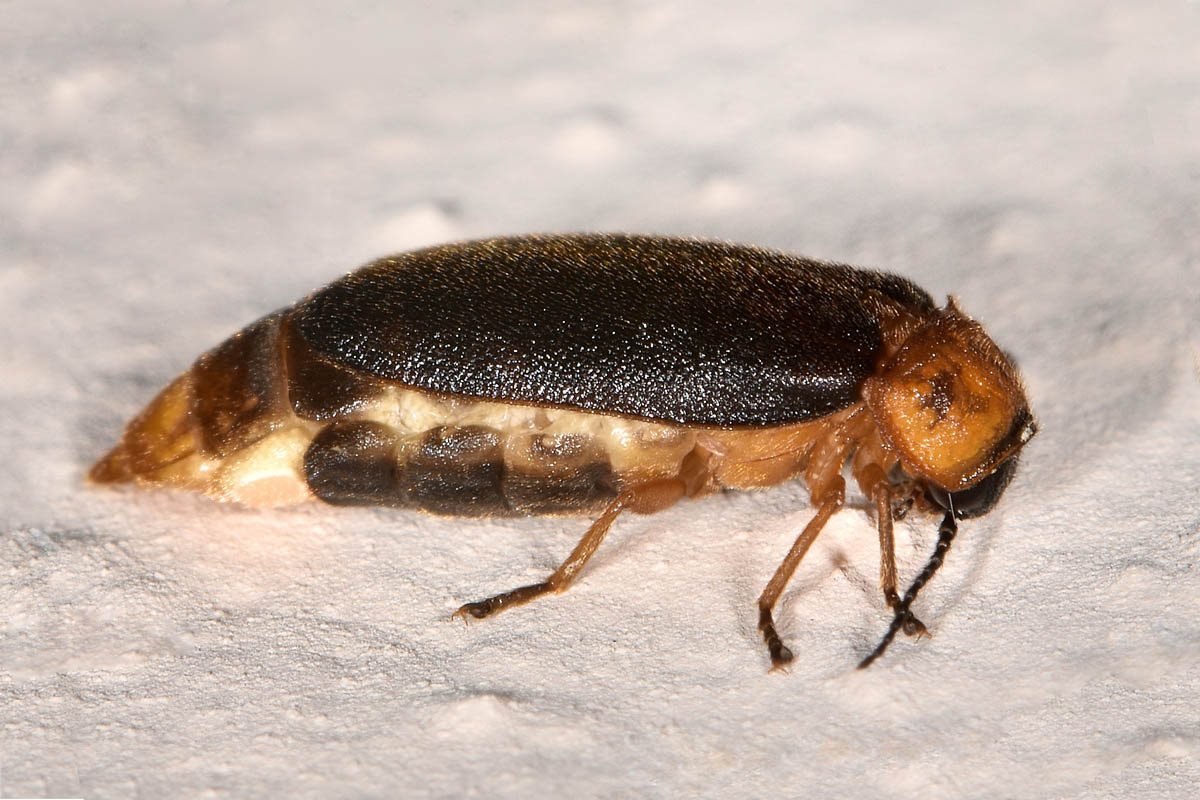 Lampyridae: femmina di Luciola lusitanica, ora L. pedemontana